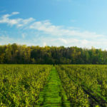 Chef & Me: autumn romance in Niagara-on-the-Lake