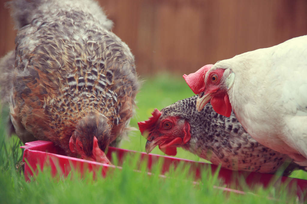 Urban farmers in Toronto flout regulations to raise bees and chickens