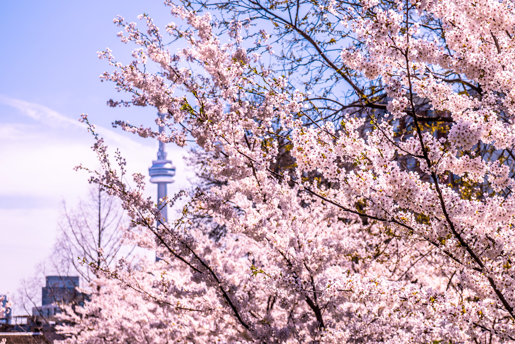 Toronto will livestream the cherry blossoms at High Park this year