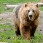 Toronto Zoo’s new drive-thru experience set to open this weekend zoo drive-thru