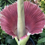 The Toronto Zoo’s corpse flower hit peak bloom and ‘downright offensive’ smell last night corpse flower