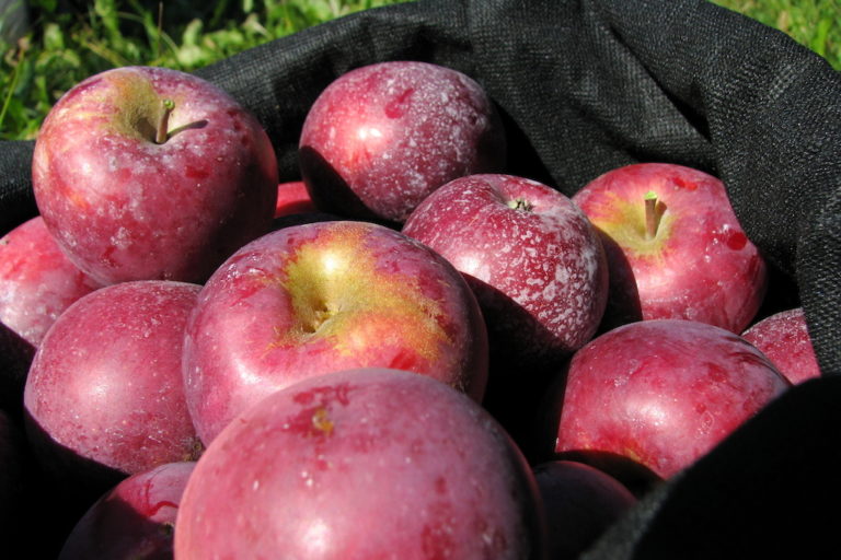 Apple picking season is beginning this week near Toronto