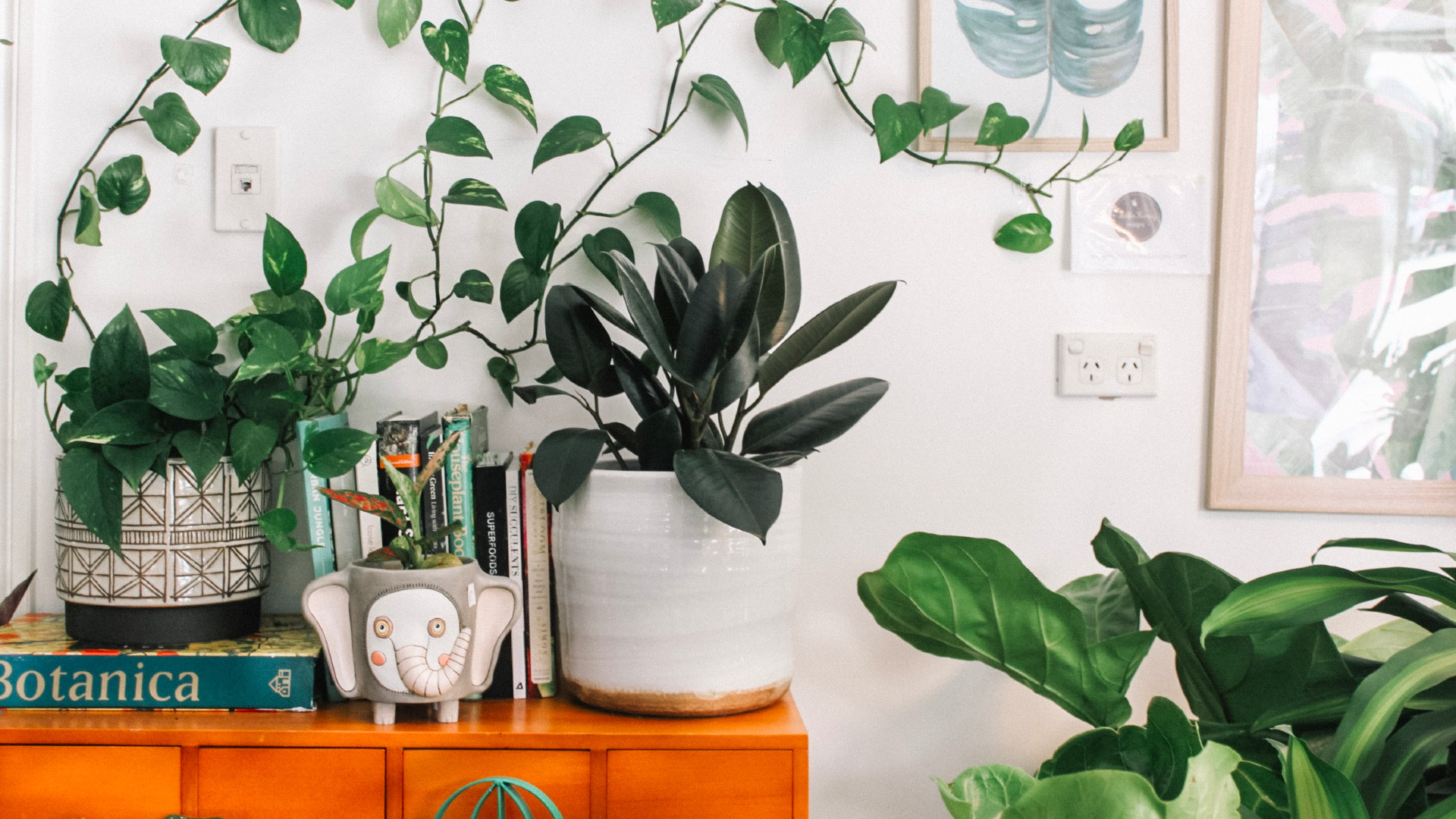 A photo of indoor plants sitting on a shelf.