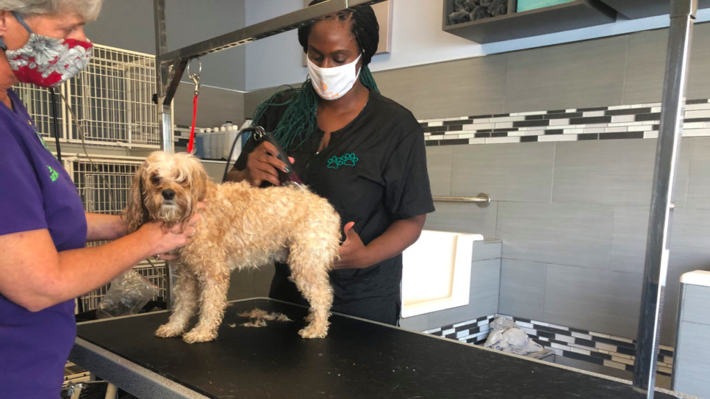 These luxury dog spas in Toronto will give your pet a facial, massage