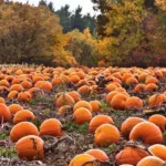 What is open and closed on Thanksgiving Day 2025 in Toronto