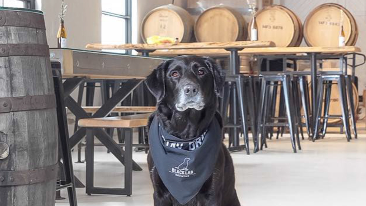 dog friendly black lab