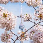 cherry blossoms in Toronto