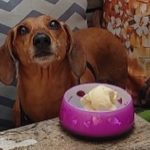 dog dining at stout irish pub