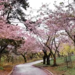 High Park cherry blossoms