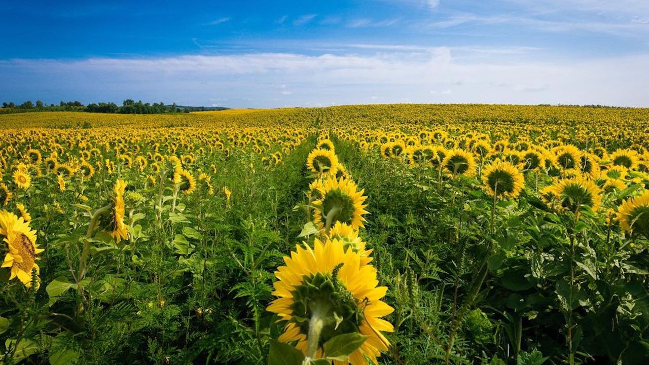 Sunflower festival