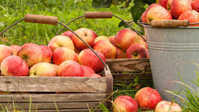 Pine Farms Orchard