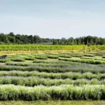 lavender fields at a Norfolk County farm