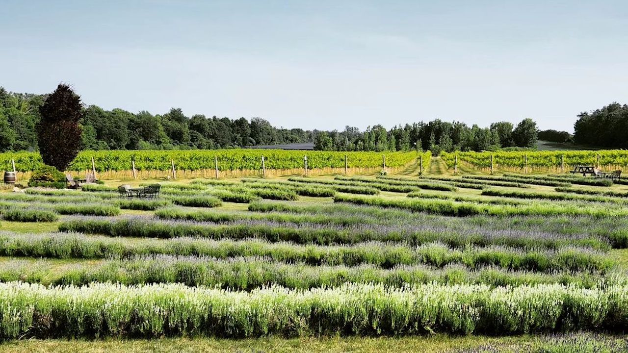 lavender fields at a Norfolk County farm