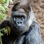 Toronto Zoo’s iconic silverback gorilla Charles passes at the age of 52 charles toronto zoo gorilla
