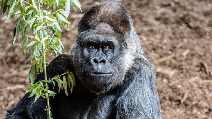 charles toronto zoo gorilla