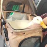 duck