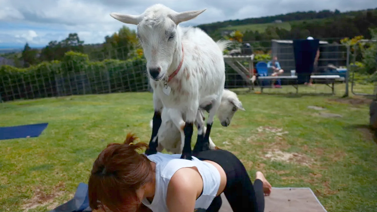 goat