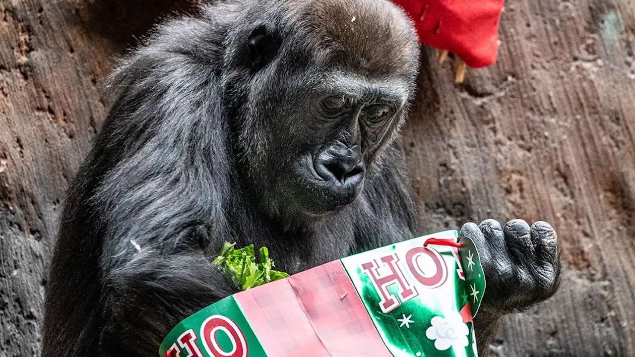 torontozoochristmas