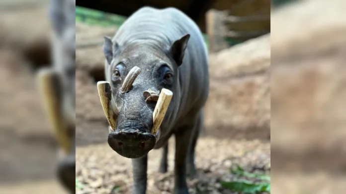 babirusa