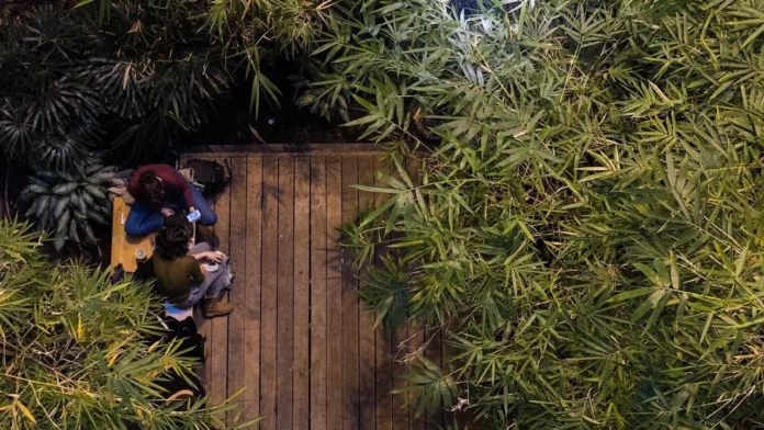 bamboo
