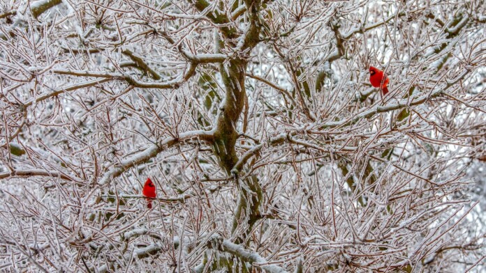 Ice storm