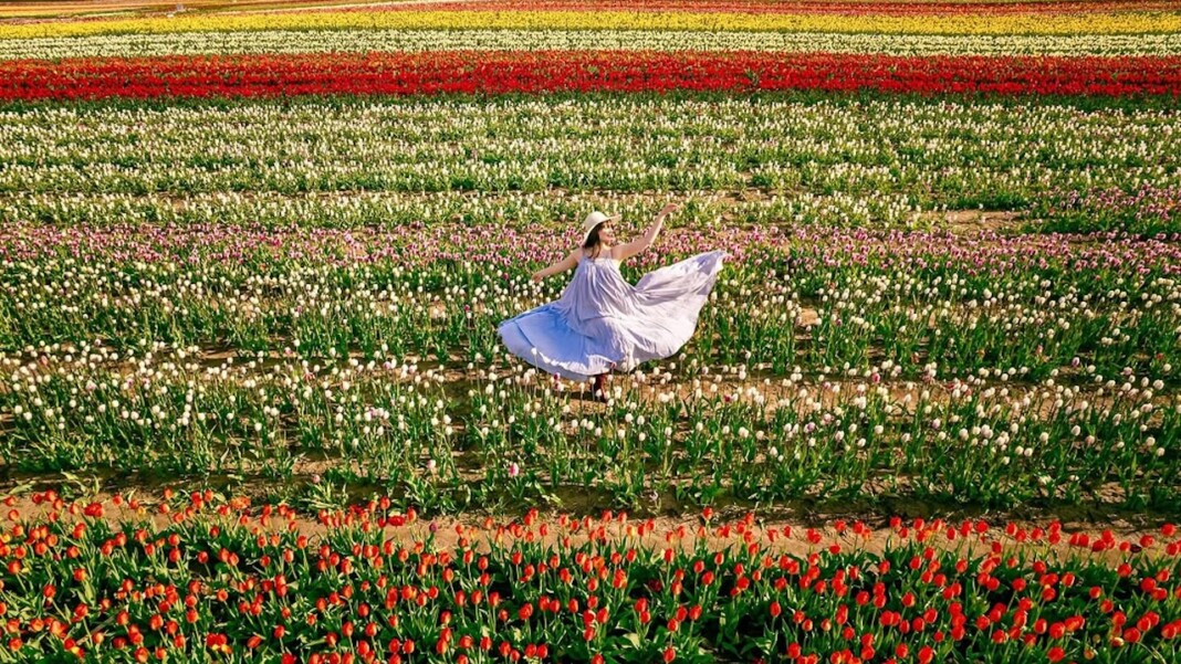 tasc tulip farm