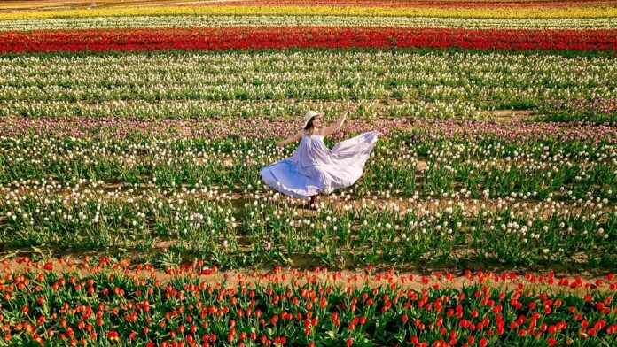 tasc tulip farm