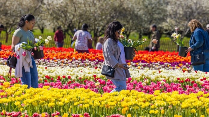 tascflowertulips