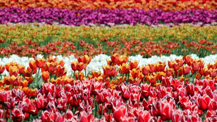 tulipfield