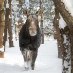 10 best Ontario destinations for viewing winter wildlife up close