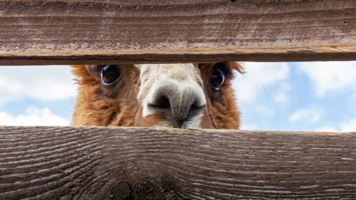 alpaca farm near Toronto