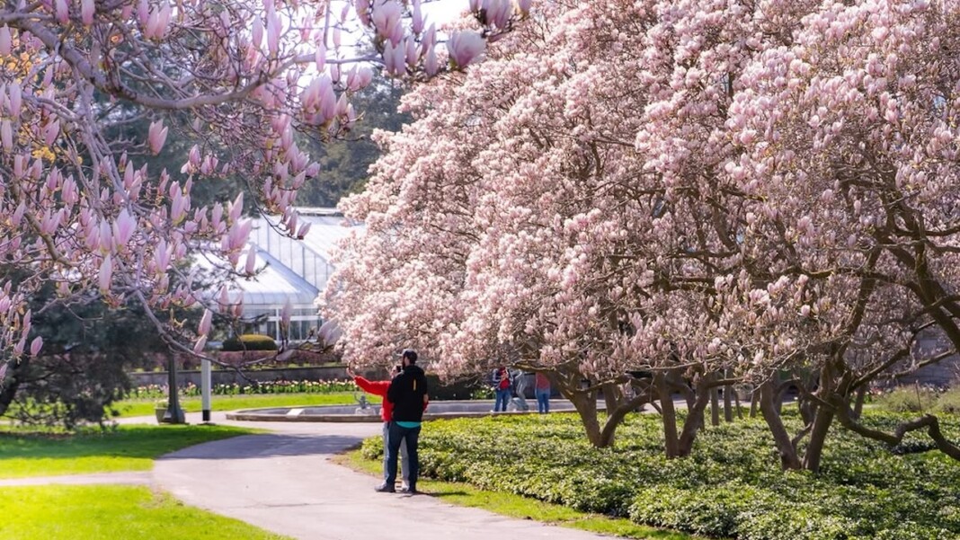 niagaracherryblossom