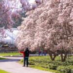 niagaracherryblossom