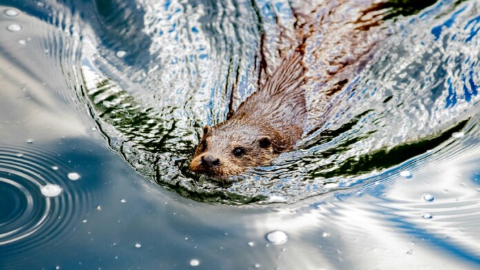 River otter in Toronto