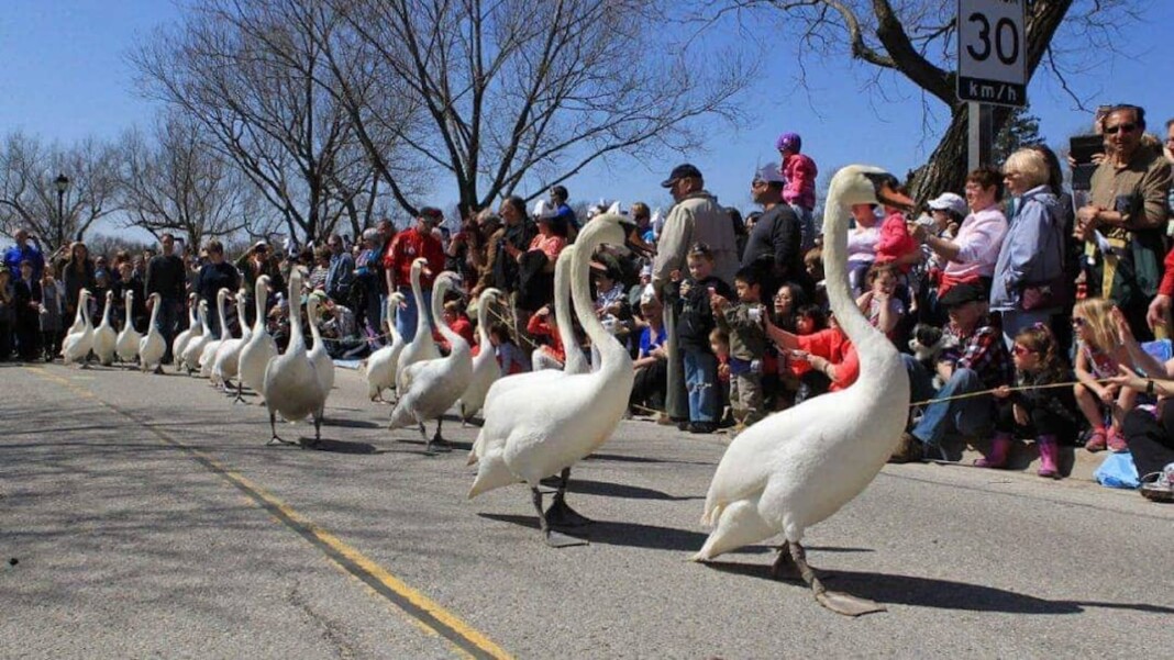Stratford Swan Parade