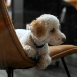 doggie