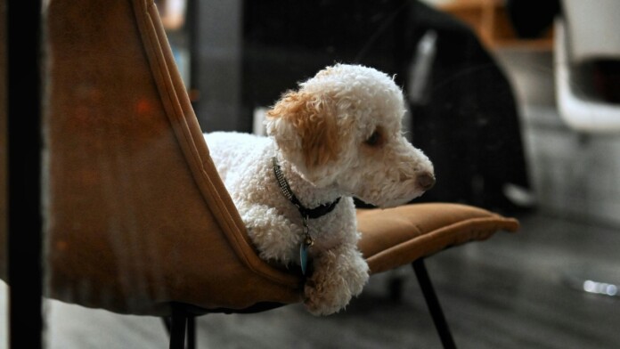 doggie