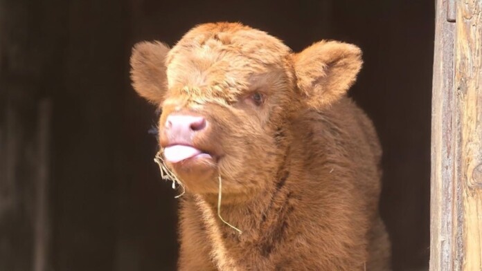 High Park Zoo calf