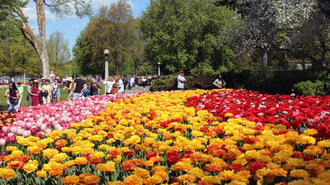 tulipfestival