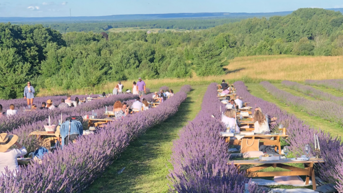 purplehilllavend