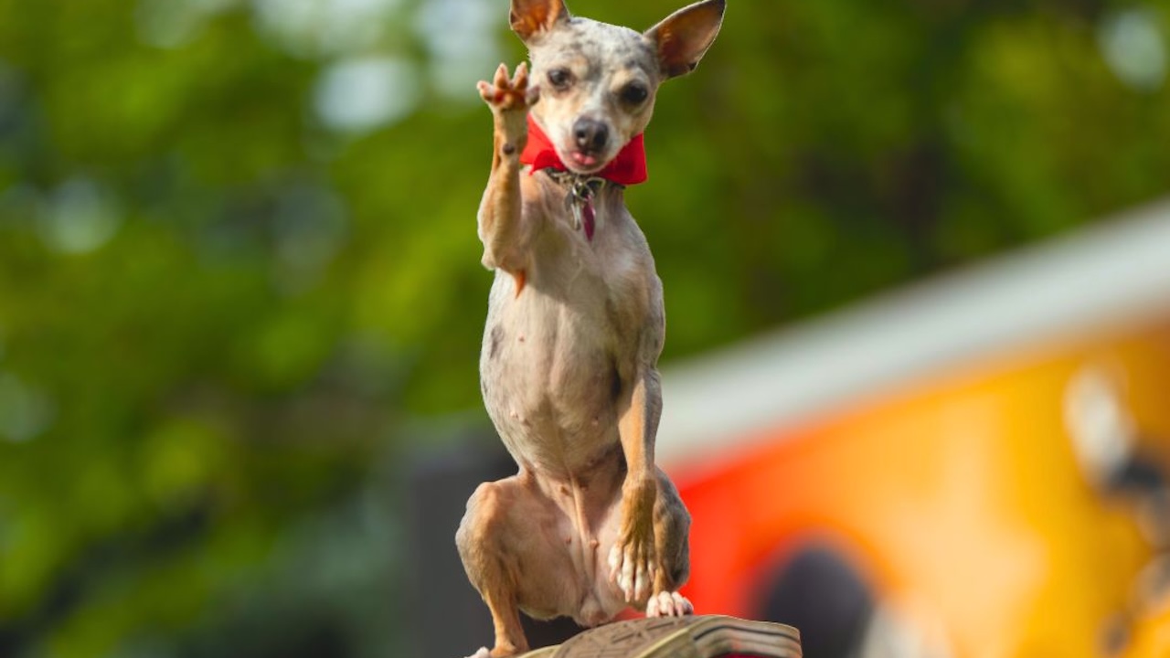 barkinthepark