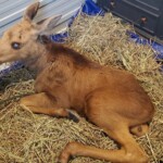 Rescued blind baby moose has officially found his forever home at Toronto Zoo Blind moose Cedar sitting in a patch of hay