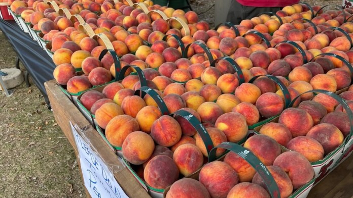 peachfest peachfest