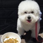 snapins ai 3160151306454067448