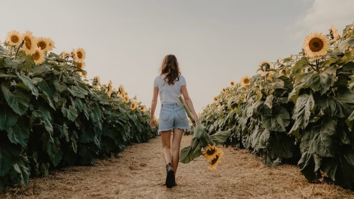 sunflowers sunflower farms near Toronto