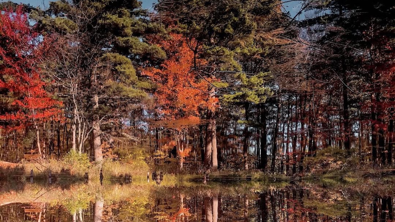 foley conservation area