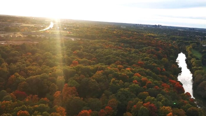 overhead fall colours overhead fall colours