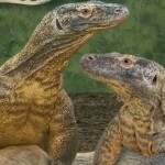 torontozoo komododragon