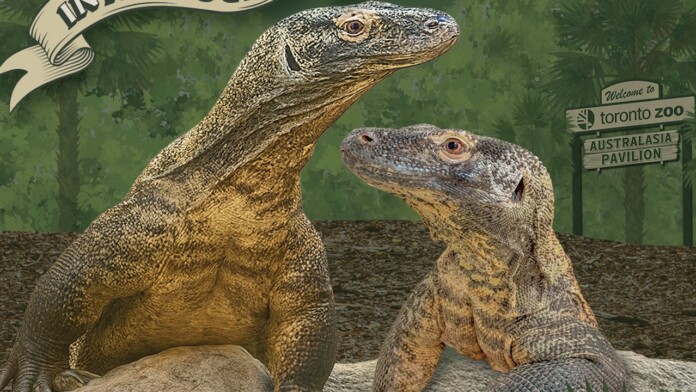 torontozoo komododragon