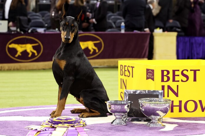 2259822185 Penny the Doberman Pinscher